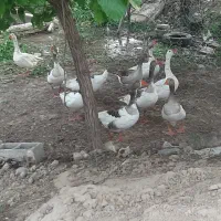 تخم گذار