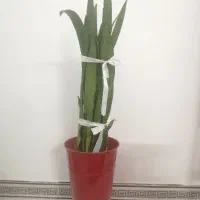 گل سانسوریا
