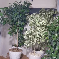 گل طبیعی اپارتمانی زیر قیمت