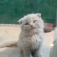 گربه  نر و ماده