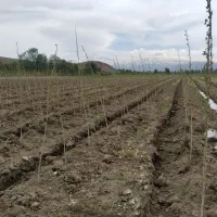 باغ-صنوبر-ترکیه-2000متر-مرگور-هفت-آباد-فروش-فوری