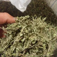 کاکوتی