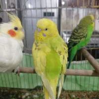 ۳ مرغ عشق ۲ نر با یک ماده و عروس پاریس