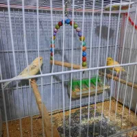 قناری بالغ خوش آواز