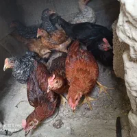 جوجه محلی