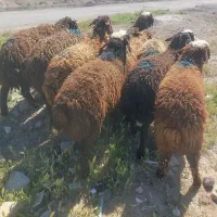 قصاب وارسال هم داریم