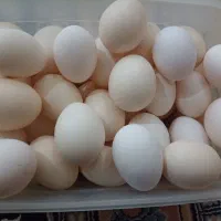 تخم مرغ محلی تازه و سالم