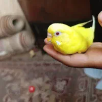 یک جفت مرغ عشق