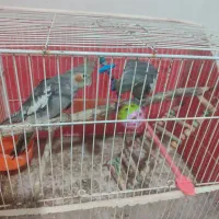 عروس هلندی خاکستری