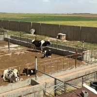 فروش-گاوداری-وزمین-کشاورزی