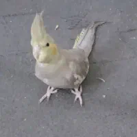 گمشده