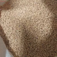 فروش گندم دیمه اصل