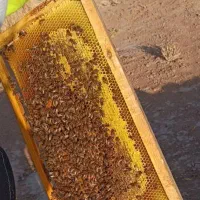 فروش زنبور عسل کارنیکا عسل آور