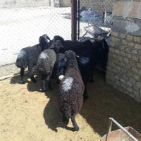 بره نر دورگ سبک پای پروار