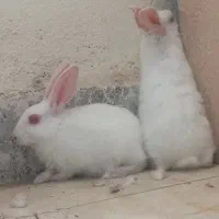 فروش خرگوش