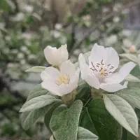 honor 200 lite|موبایل|تهران, شمس‌آباد|دیوار