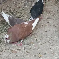 گلی پلنگ کبوتر
