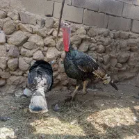 بقلمون نر