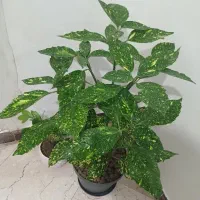 گیاه آپارتمانی آکوبا، شمشاد ژاپنی