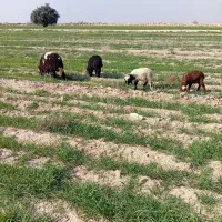 بره|حیوانات مزرعه|امیدیه, |دیوار