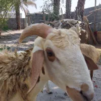 میش داشتی و ابستن