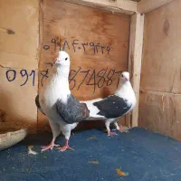 کبوتر|پرنده|معصومیه, |دیوار