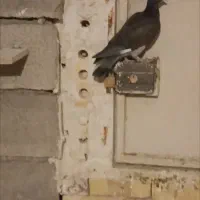 فروشی همه نسل دار به ضمانت تخمه و جوجه