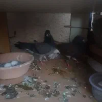 یک جفت کفتر نر وماده با تخم