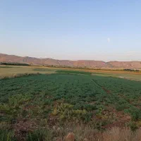 زمین کشاورزی آبی دشتروم جاده ریواسی ، پشت قصابی ها