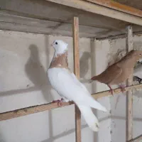 تعدادی کفتر طوقی ساده وزرد دم سفید