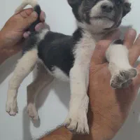 توله سگ افغان اصل