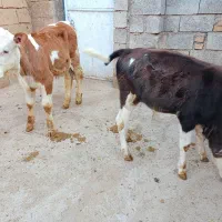 گاو  دو عدد گوساله سیمینتال نر   گاو گوساله