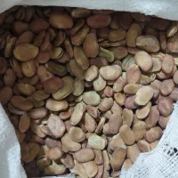 باقالی خشک اعلاء ، فروش فوق العاده، خوش پخت