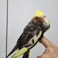 جوجه عروس هلندی ابلغ