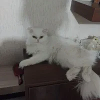 گربه سفید پرشین