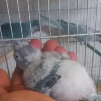 جوجه طوطی راهب آبی سرلاکی