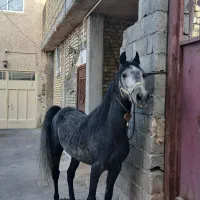 اسب کری
