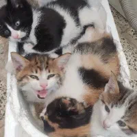 گربه|گربه|زنجان, |دیوار