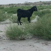 بز نر چاق