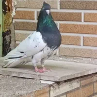 کله سبز نر