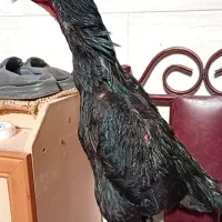 اوشامو جوجه و تخم مرغ