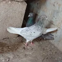 سوسنگرد
