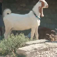 ۲عدد بزقاله پاکستانی سفید درجه یک گله گرد