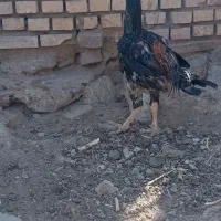 خروس لاری افغان اصیل