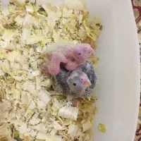 جوجه عروس هلندی