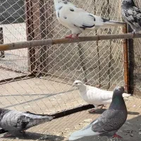 کبوتر|پرنده|قائمشهر, |دیوار