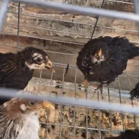گلپایگانی جوجه