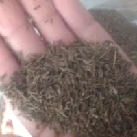 زیره کوهی اصل کلات