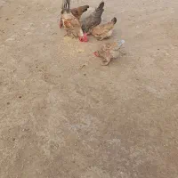 پنج مرغ یک خروس پنجتا جوجه