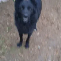 سگ گمشده|حیوانات|خرمآباد, |دیوار